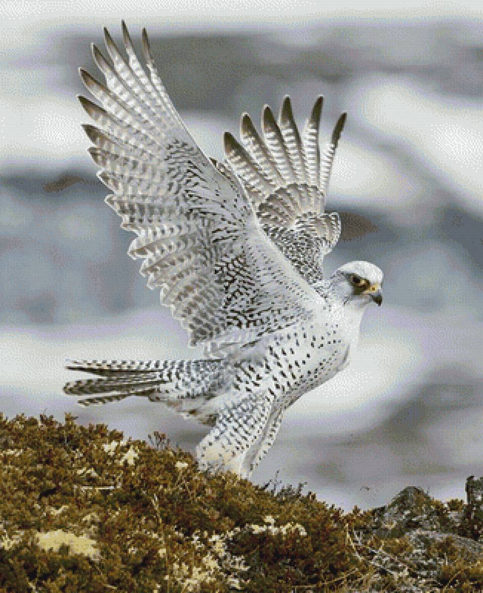 Ястреб Кречет