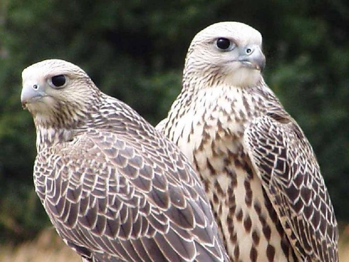 Индийский Ястребиный орёл