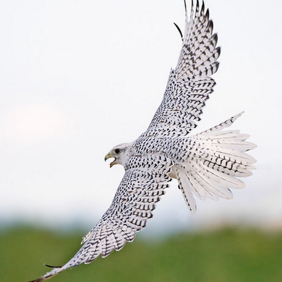 Кречет балобан