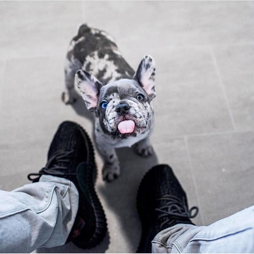 Штаны белые с синим бульдогом