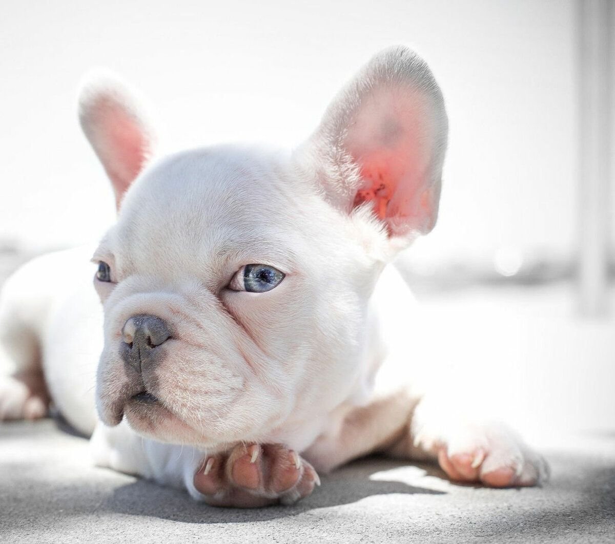 Французский бульдог альбинос