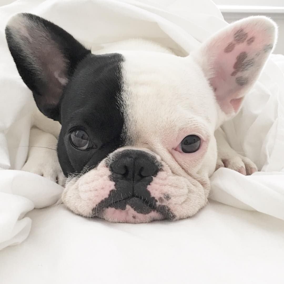 Бульдожка французский Эстетика