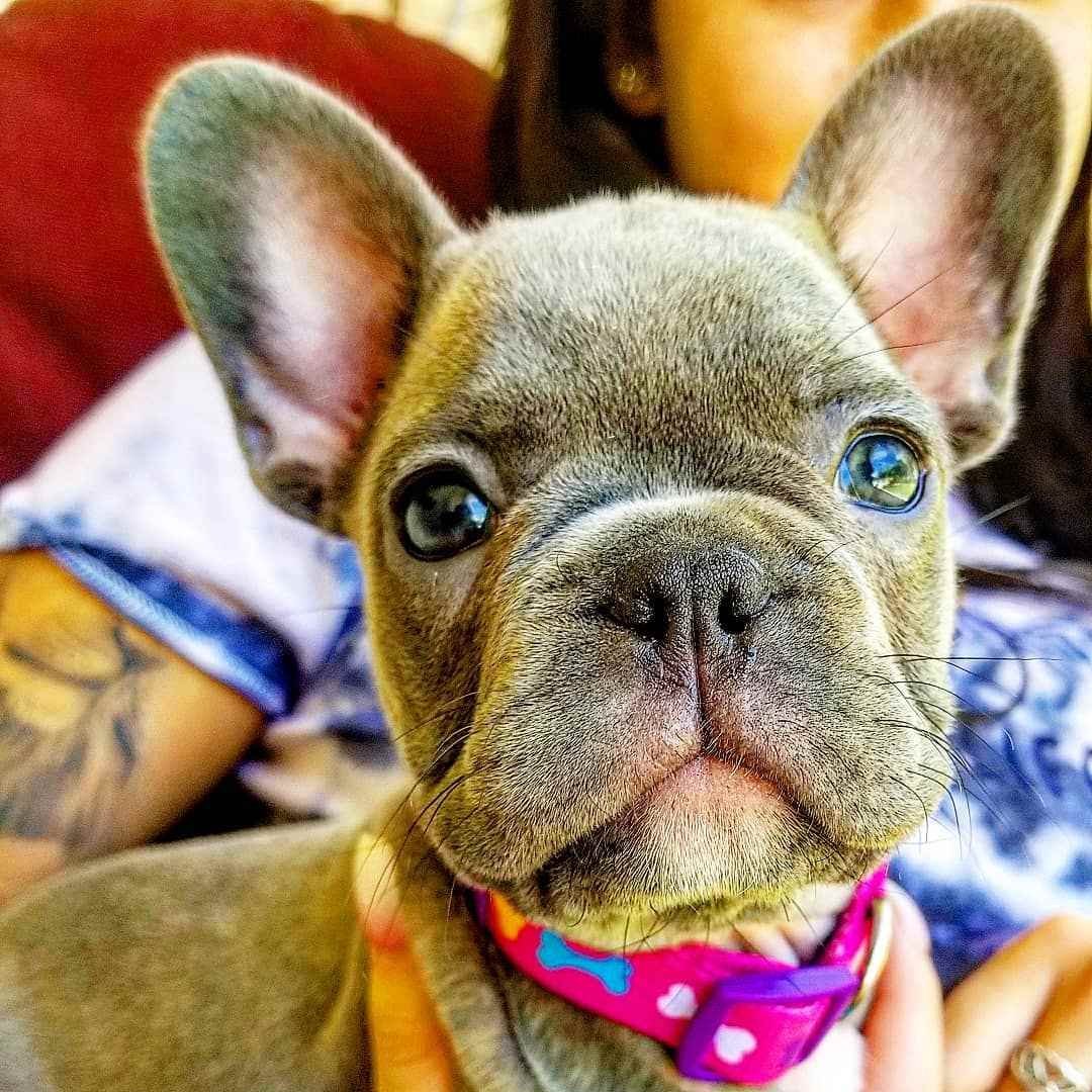 Французский бульдог серый с голубыми глазами