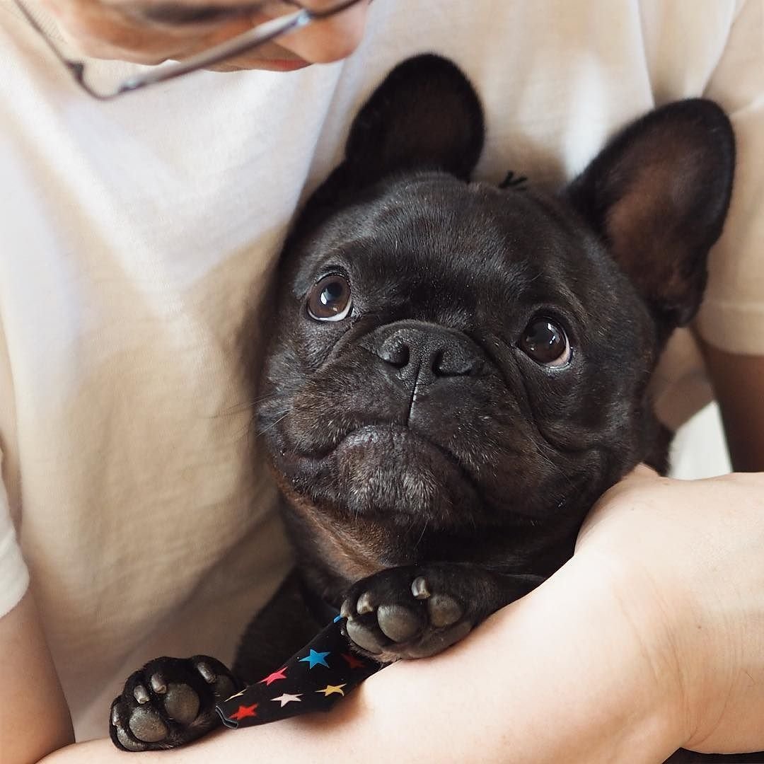 Французский бульдог взгляд