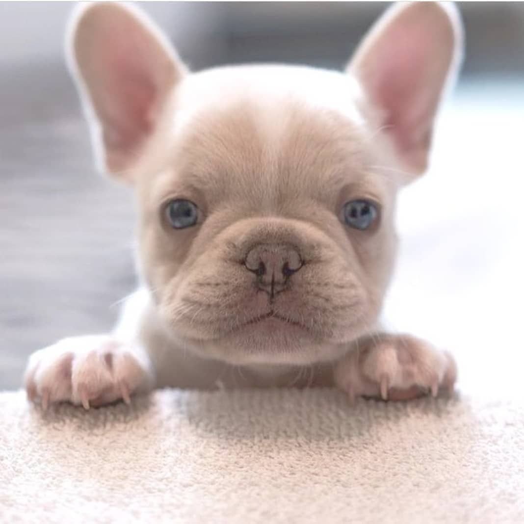 Французский бульдог белый