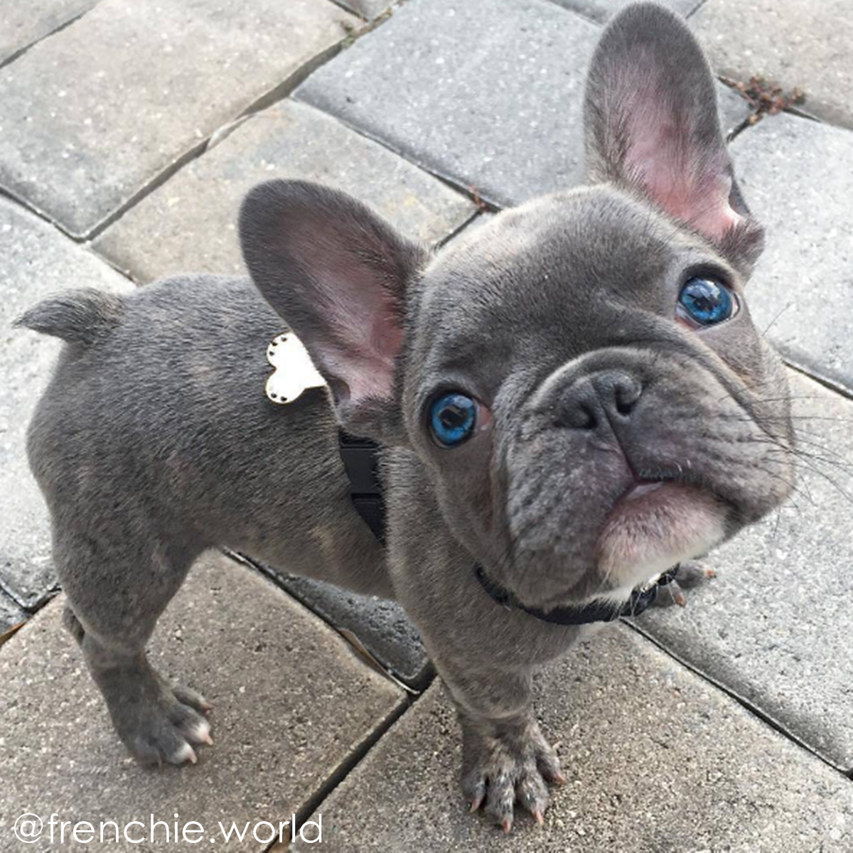 Французский бульдог голубой альбинос