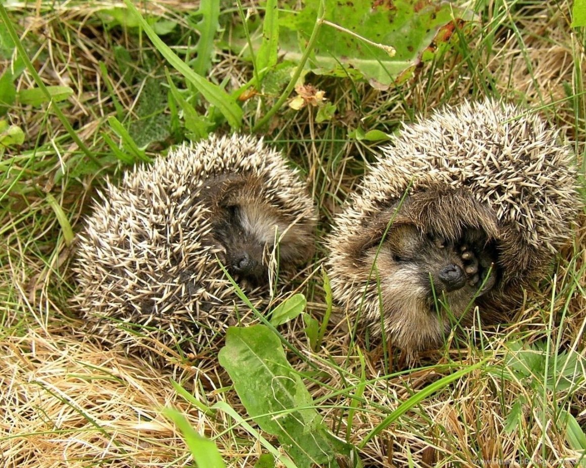 Ежик под деревом осень