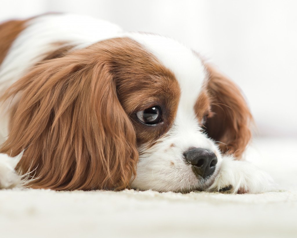 Кавалер Кинг Чарльз спаниель