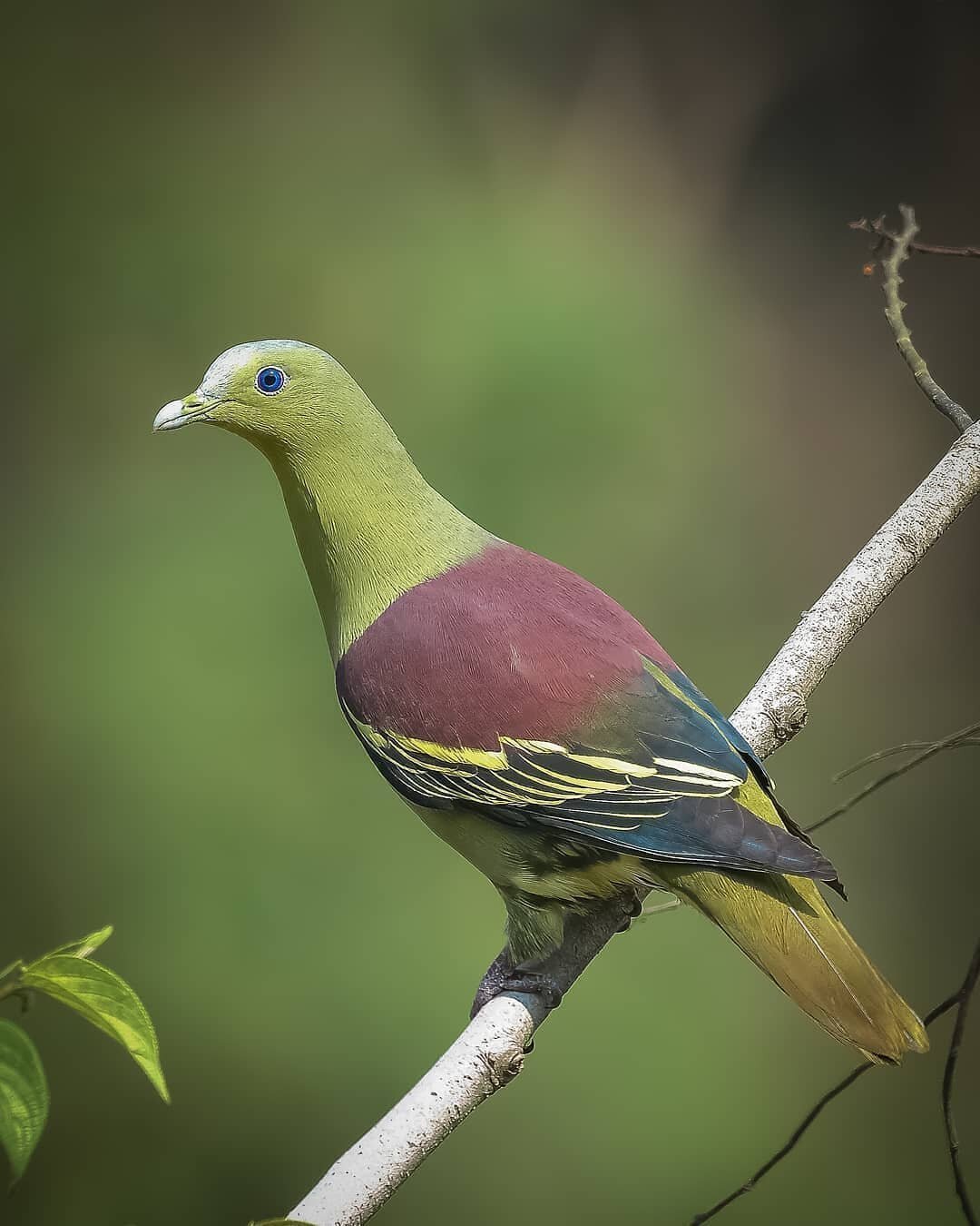 Птица с зеленой головой. Treron sieboldii. Желтоногий зеленый голубь. Толстоклювый зелёный голубь. Розовошейный зелёный голубь.