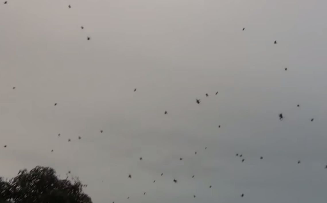 Остров с пауками