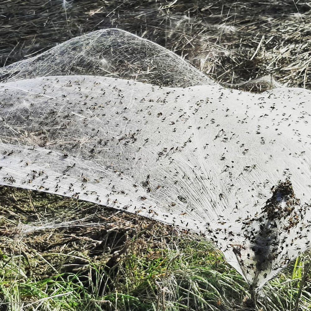 Нашествие пауков в Австралии