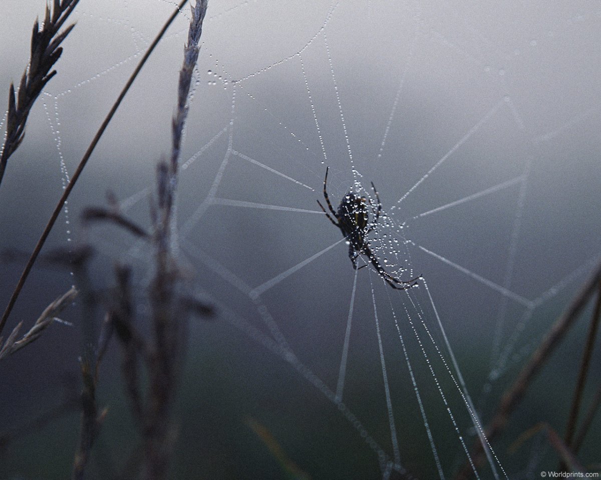 Австралия пауки Нашествие