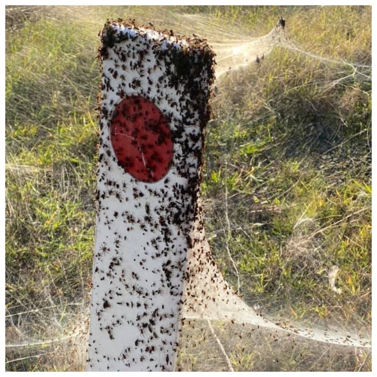 Сезон дождей в Австралии пауки