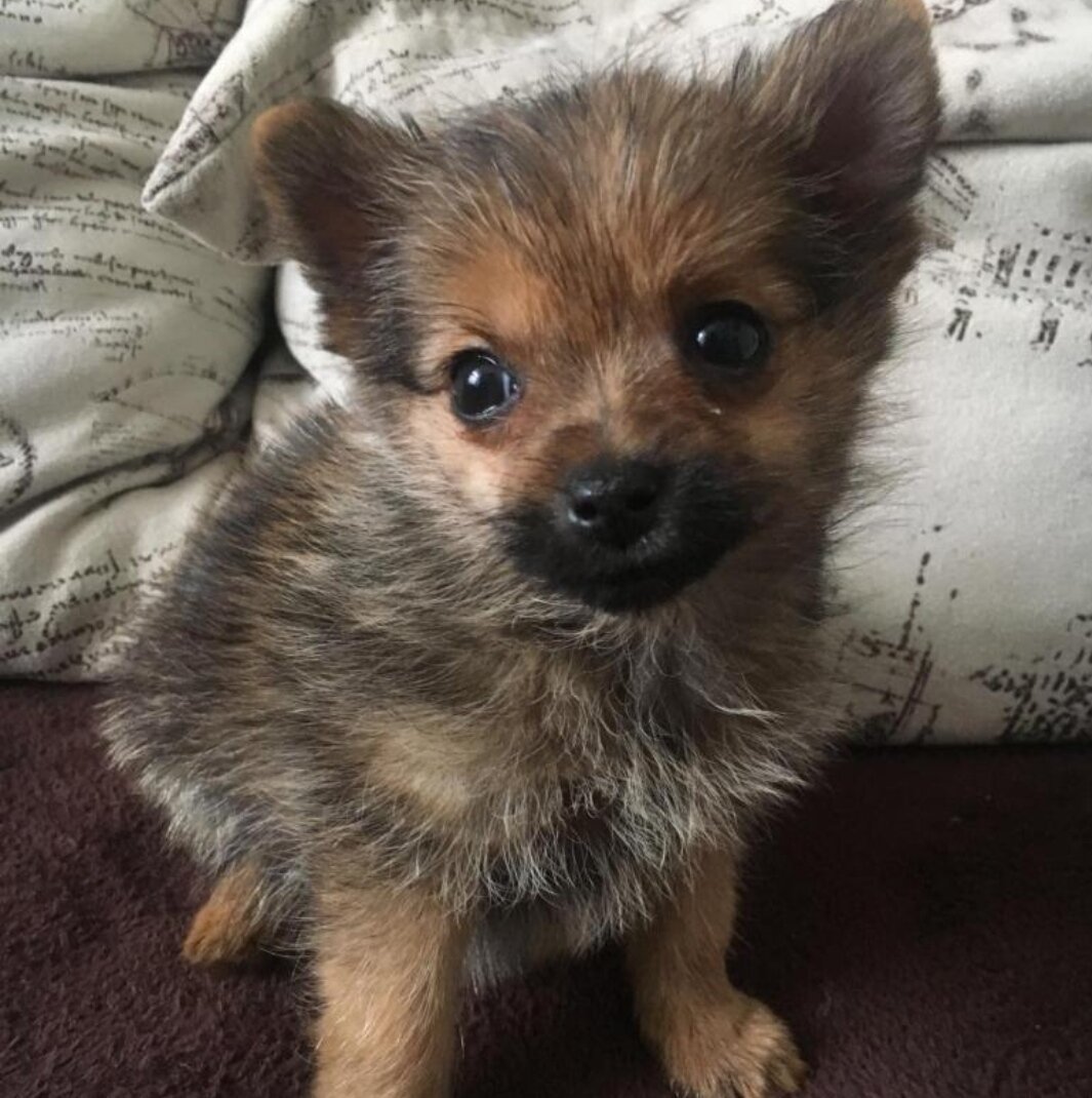 Шпиц померанский Сонный