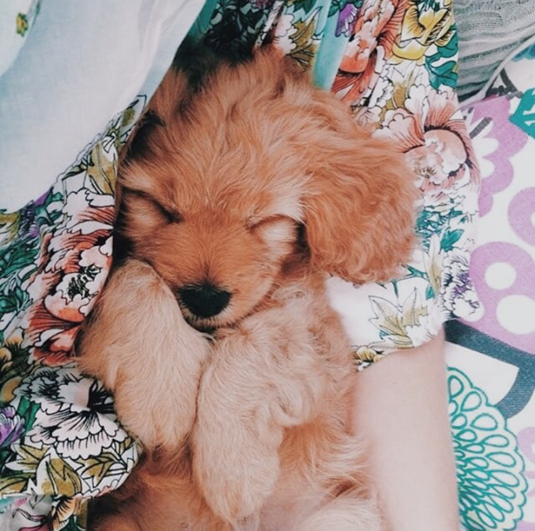 Померанский шпиц окрас мере