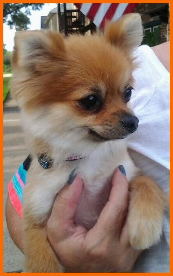 Померанский шпиц и чихуахуа