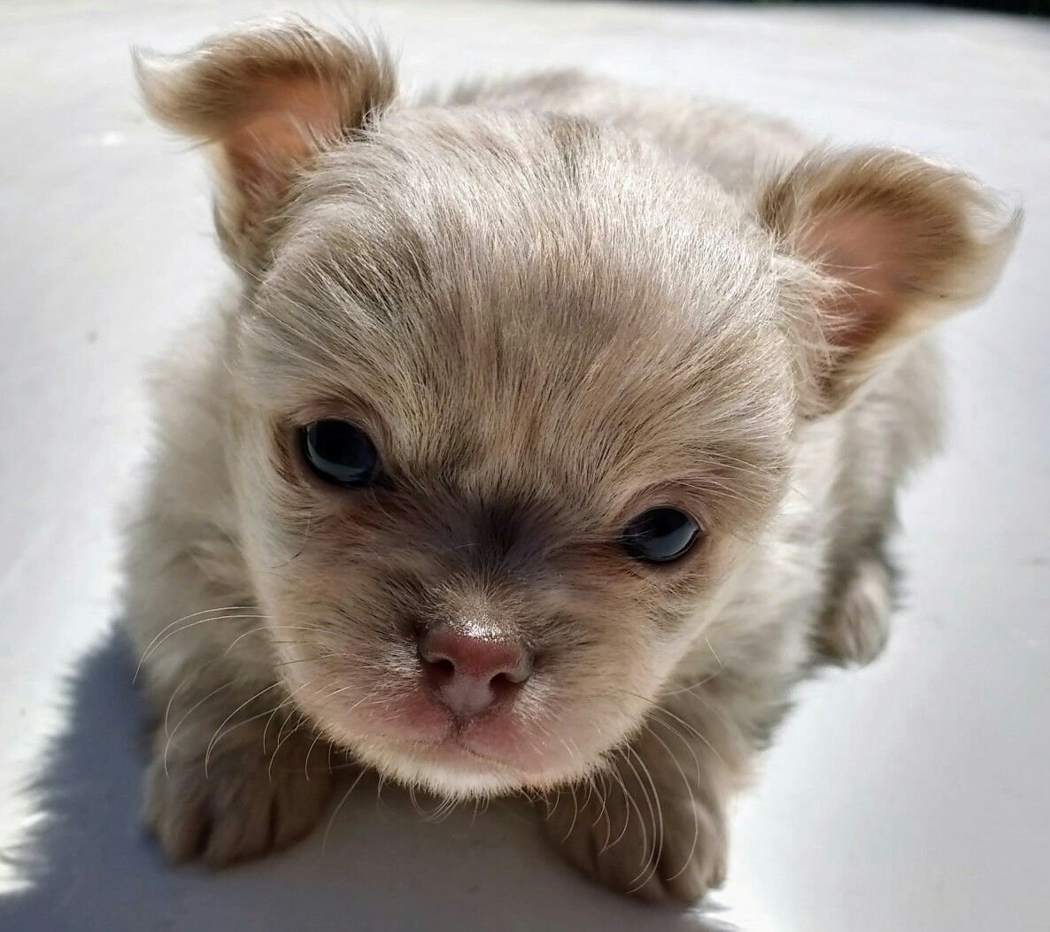 Коричневый помчи