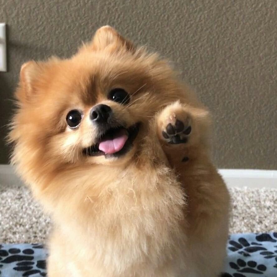 Шпиц cute Pomeranian
