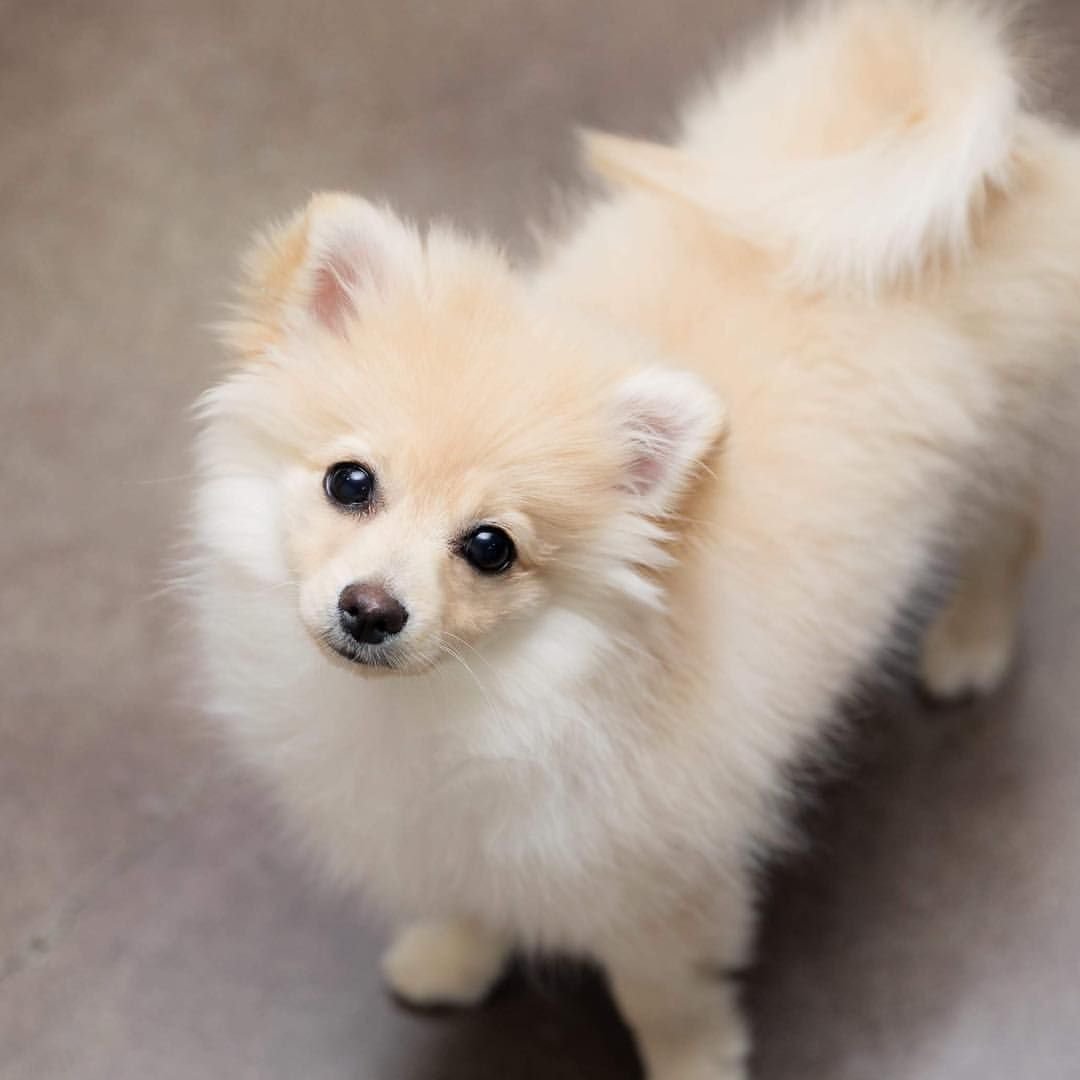 Помесь шпица и чихуахуа