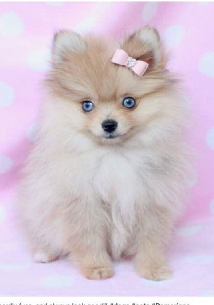 Шпиц терьер короткошерстный