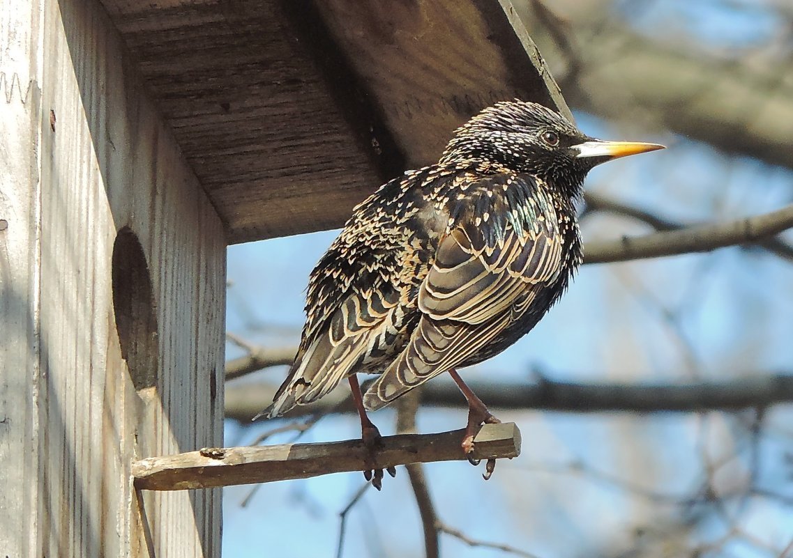 Шпак скворец