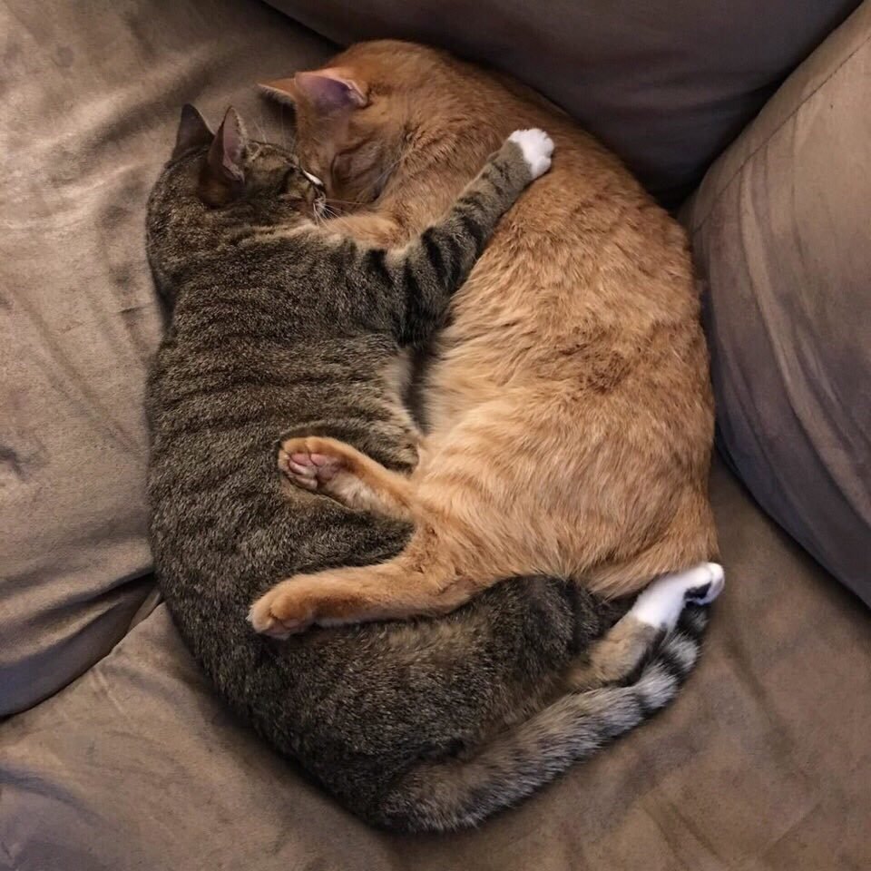Кошки спят в обнимку