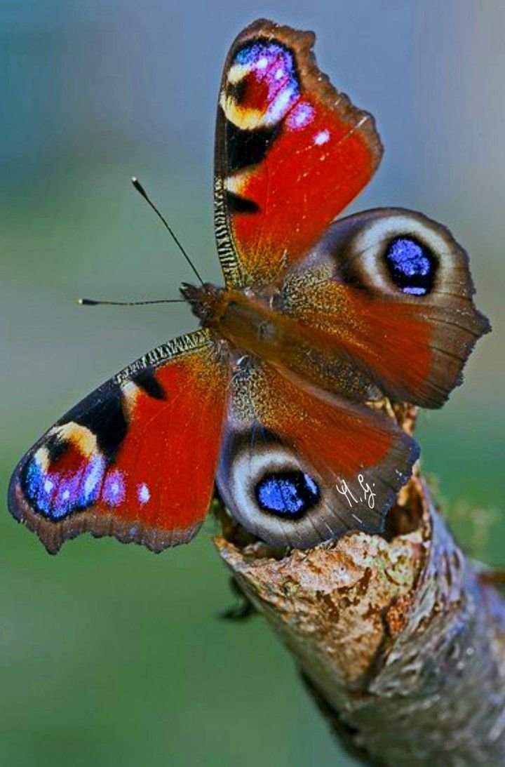 Крылья бабочки павлиний глаз. Павлиний глаз (бабочка). Бабочка бабочка павлиний глаз. Бабочка павлиные глащки. Дневной павлиний глаз бабочка.