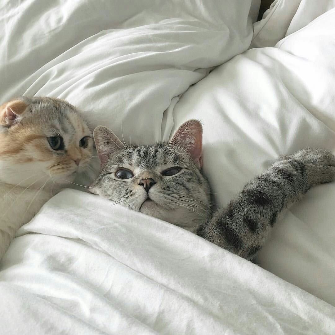 Милые котики вдвоем