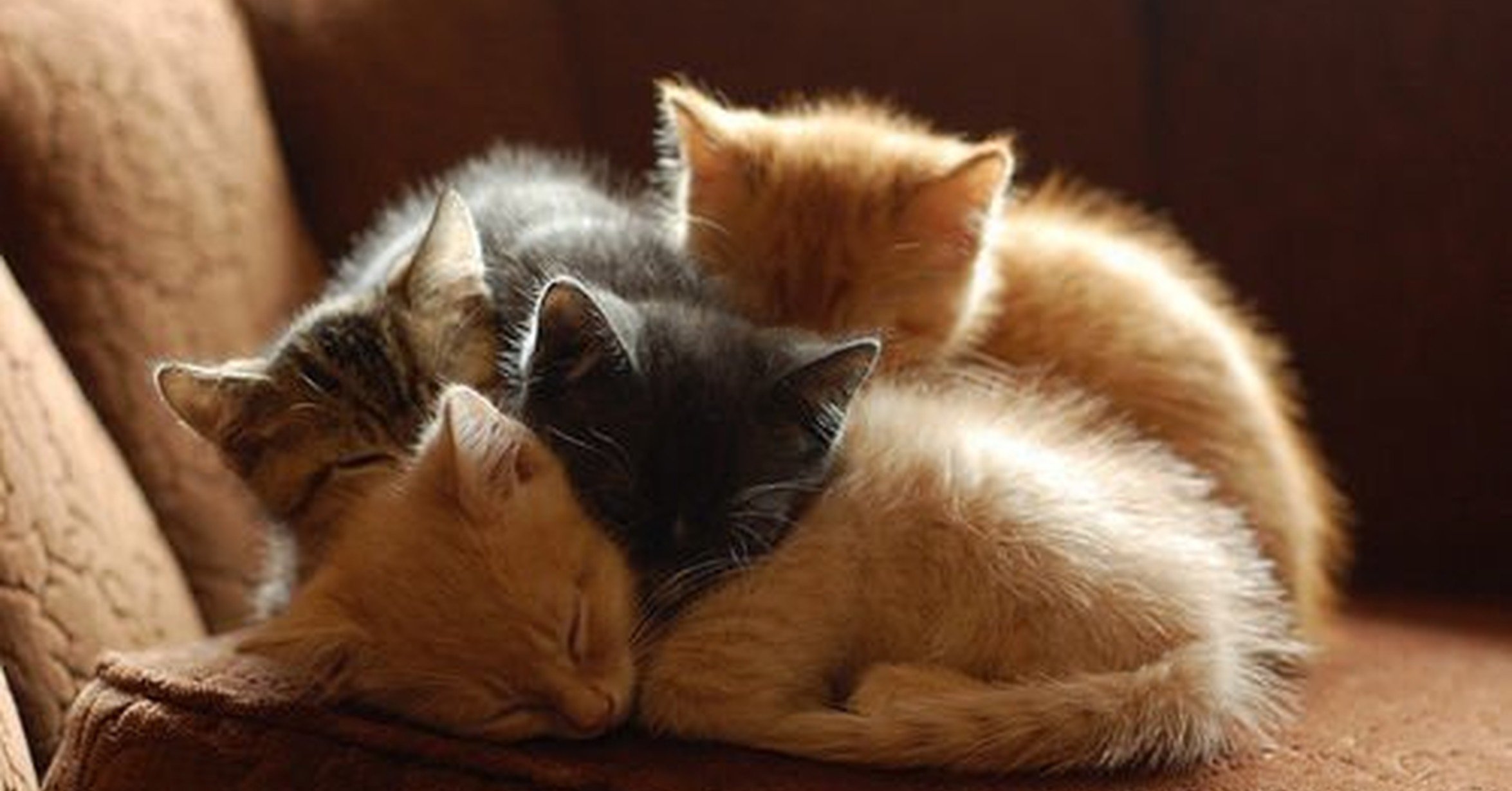 Кошки спят вместе. Спящие котики. Котики в обнимку. Котики обнимашки.