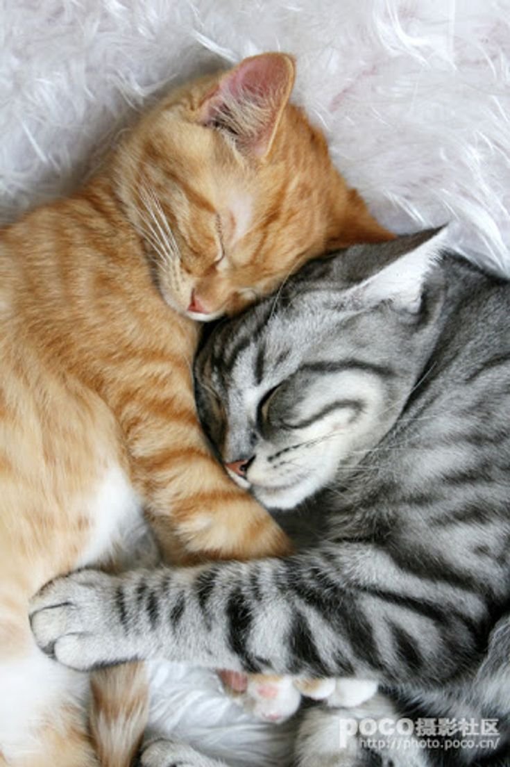 Рыжий и серый кот