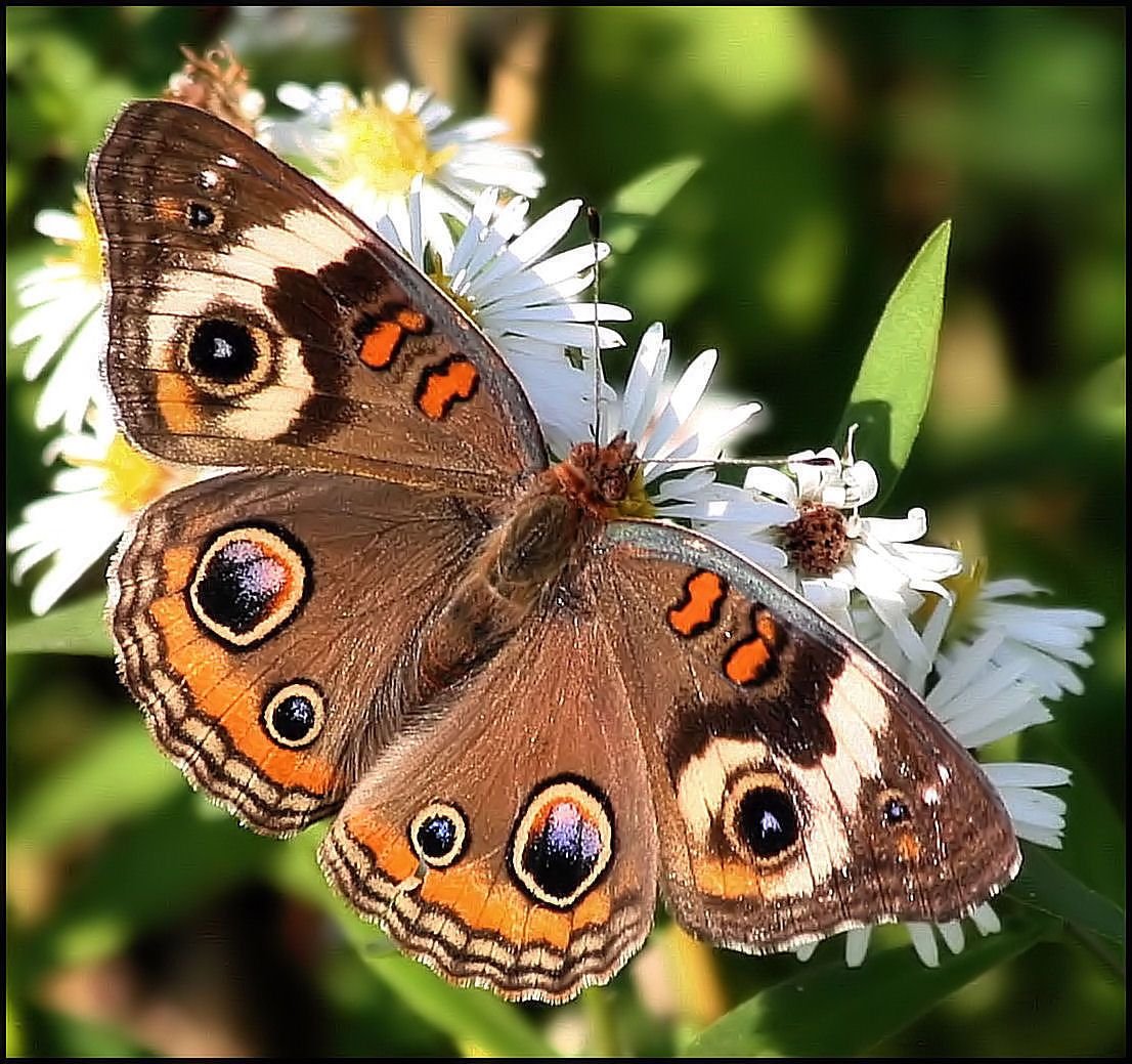 Название бабочек для детей. Бабочка. Название бабочек. Бабочки России. Разные бабочки.