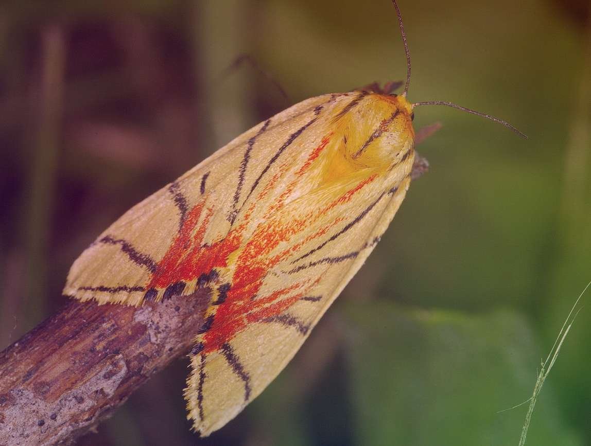 Бабочка медведка