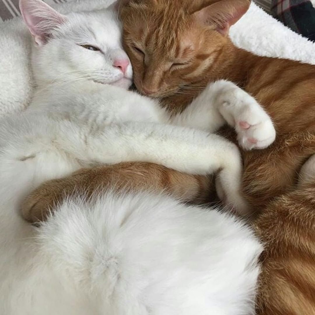 Котята спят в обнимку