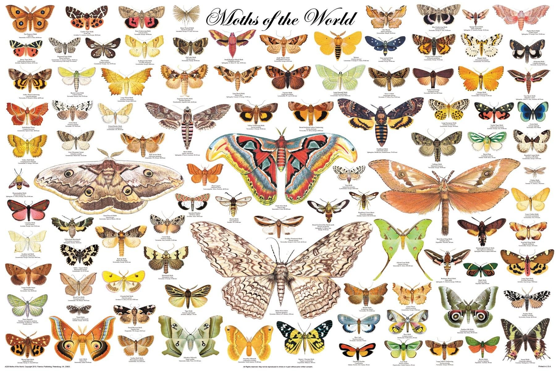 Название рисунков бабочки. Разнообразие бабочек. Название бабочек. Коллекция бабочек. Бабочки разной формы.