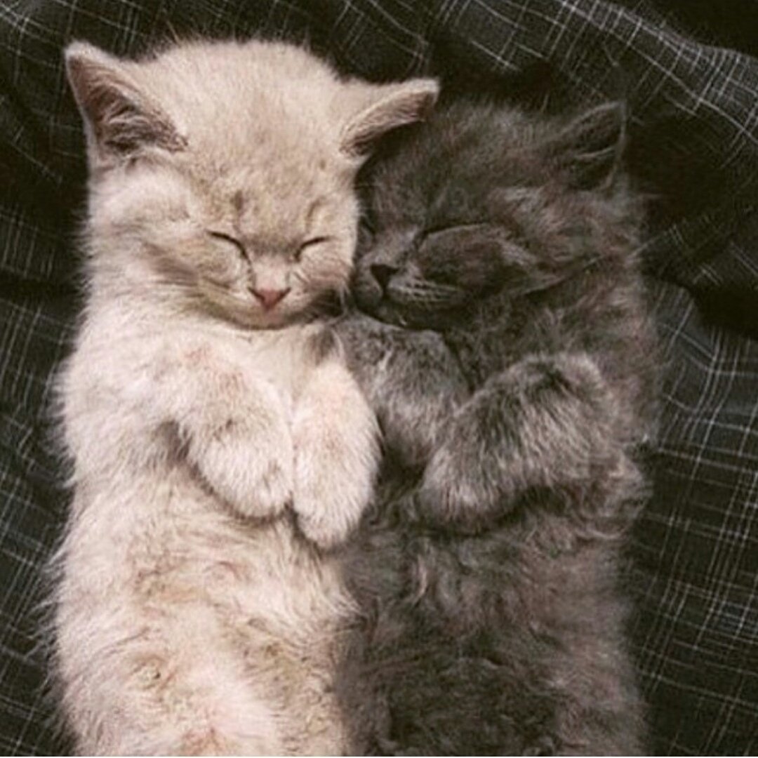 Два котика обнимаются Эстетика