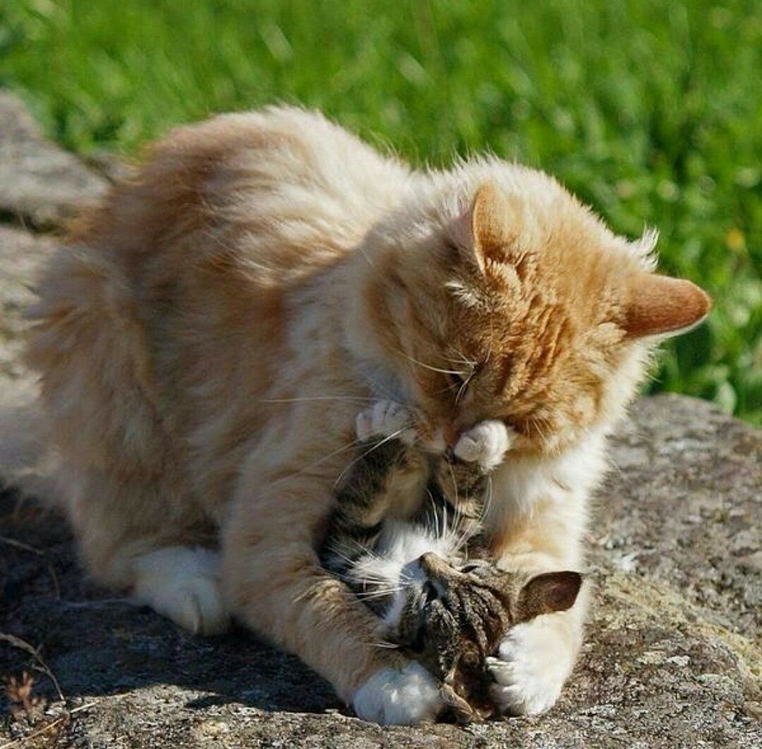 Котята любовь