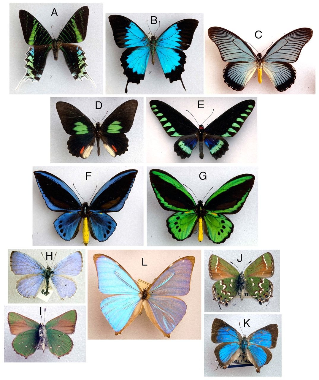 Название рисунков бабочки. Коллекция энтомологическая "семейство бабочек". Расцветки бабочек. Многообразие бабочек. Окраска бабочек.