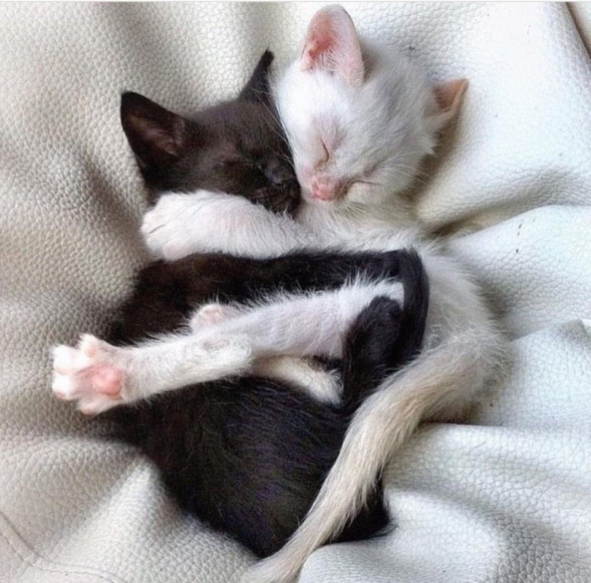 Кошечки спят в обнимку