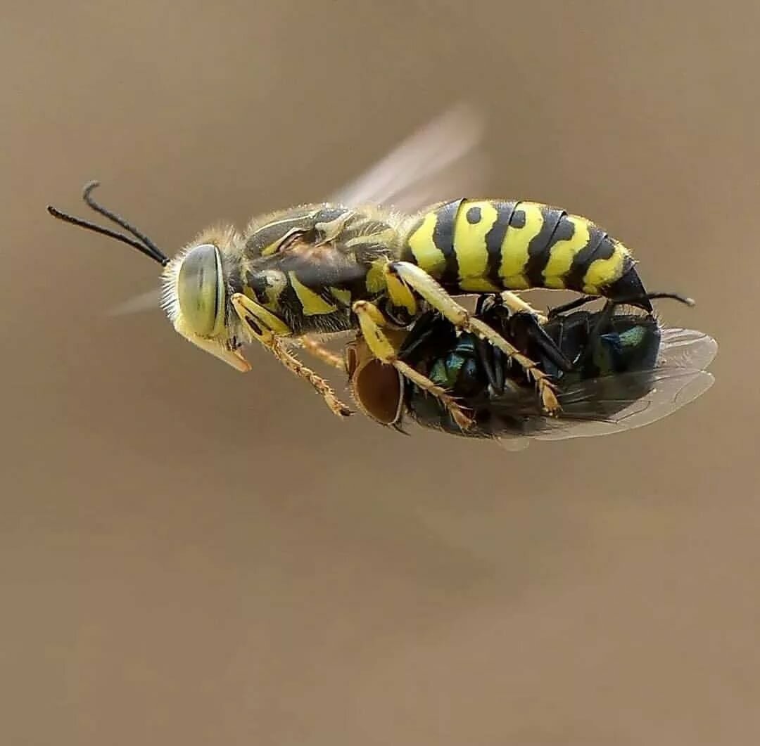 Sceliphron deforme Smith