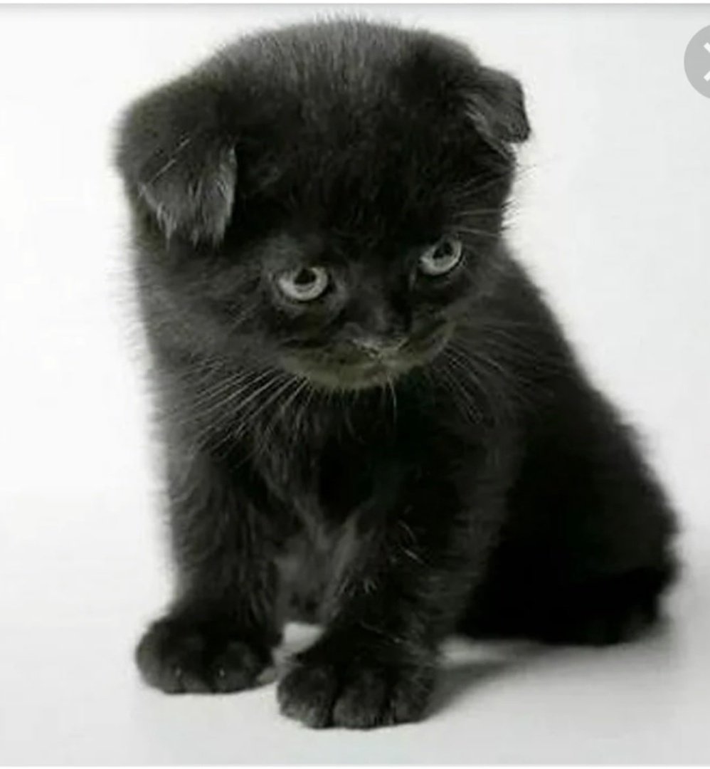 Вислоухий кот черный с желтыми глазами порода
