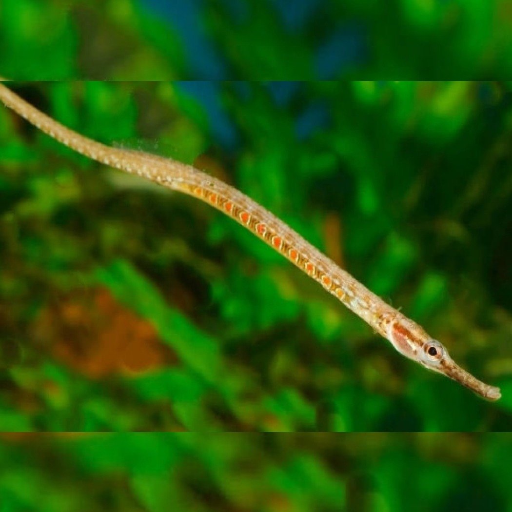 Рыба игла короткохвостая