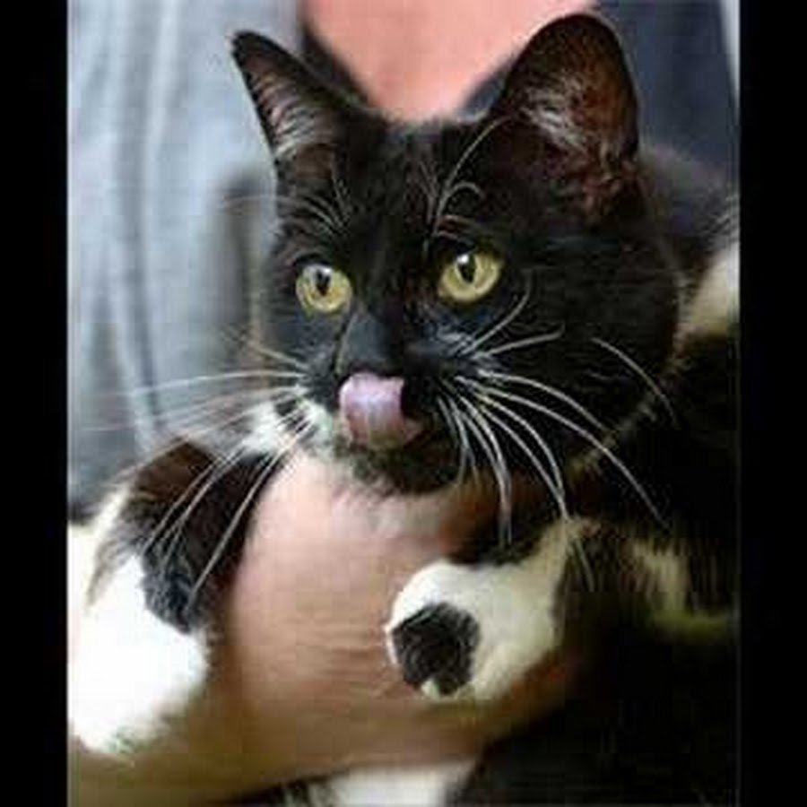 Коты ловят мышей