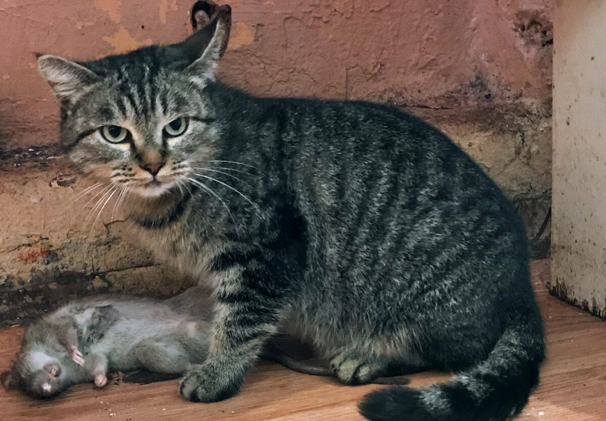 Кошка крысоловка фото