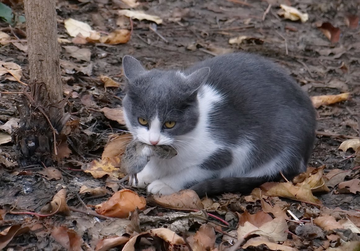 Кот вид сверху