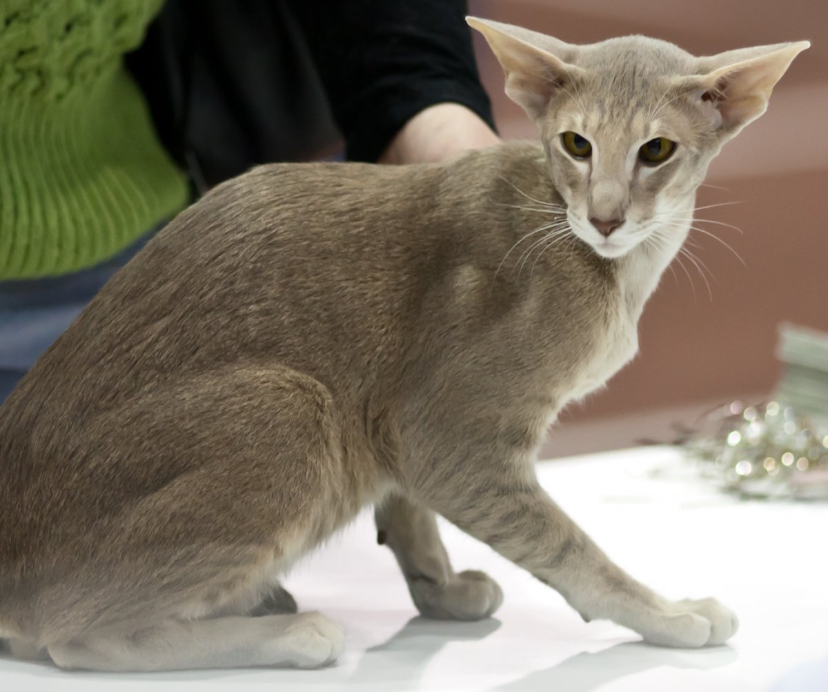 Крысоловка кошка порода трехцветная