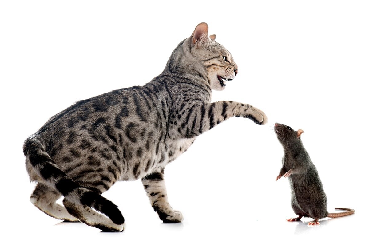 Кубанский Крысолов порода кошек