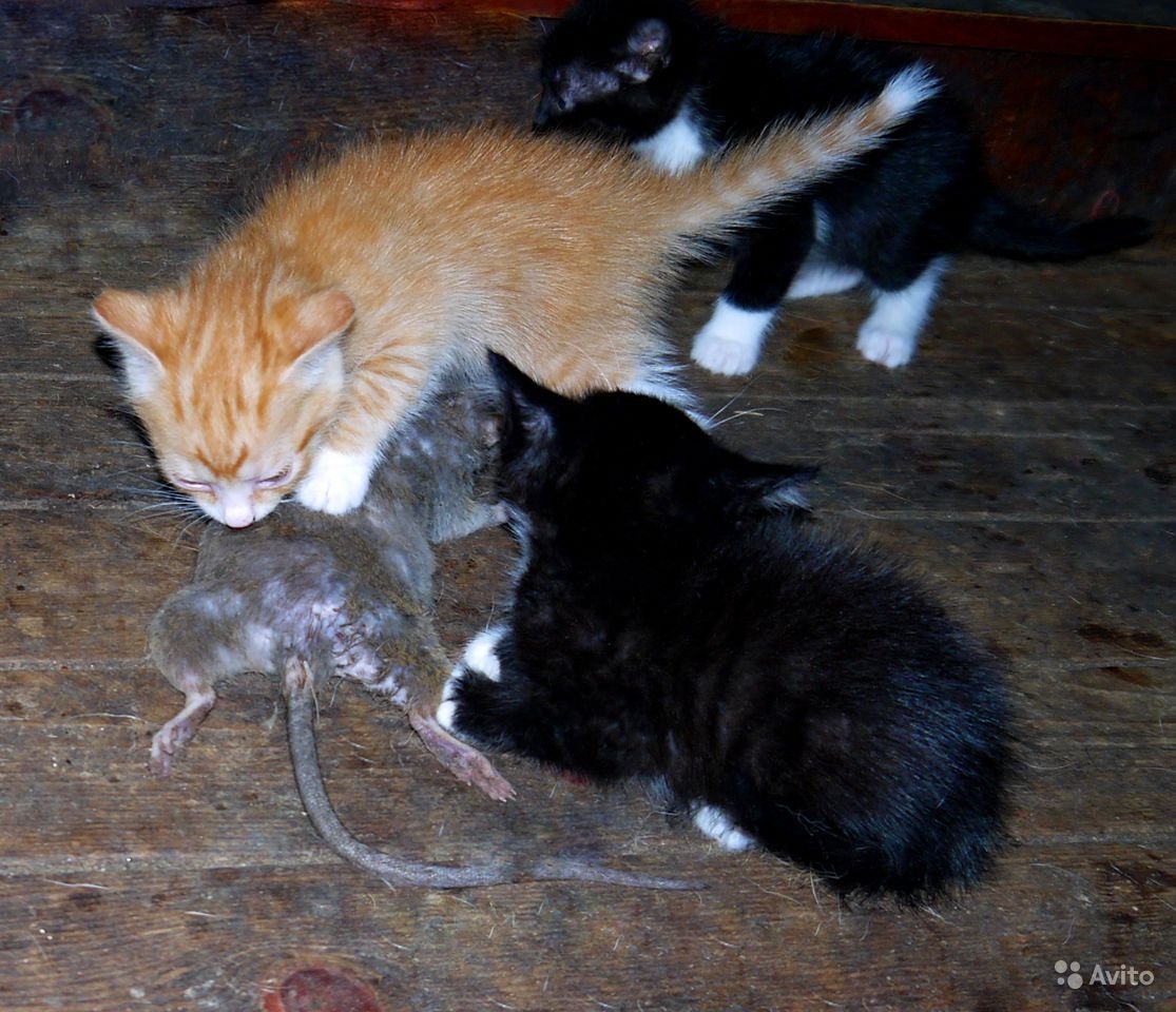 Разные кошки