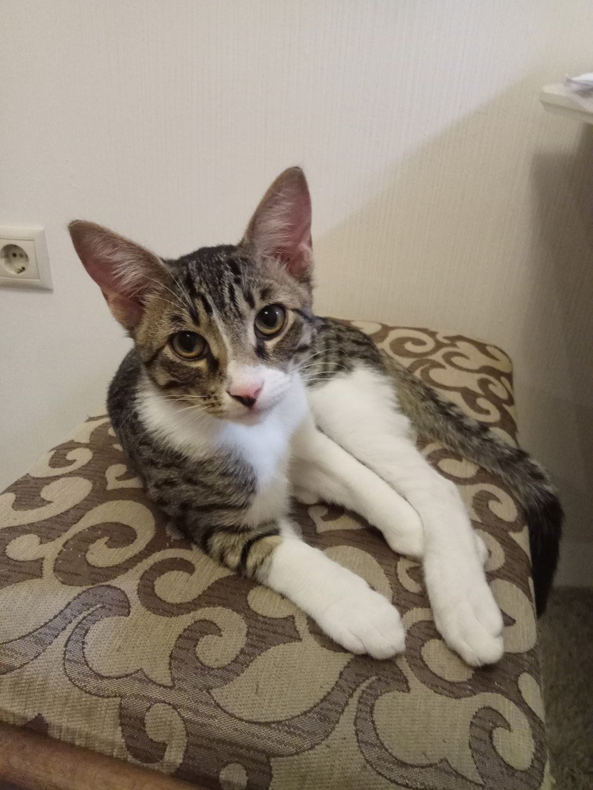 Порода кошек дворовая полосатая серая