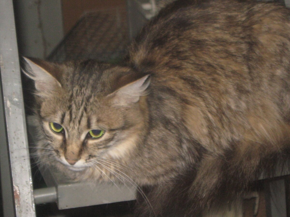 Охос азулес кошка рыжий