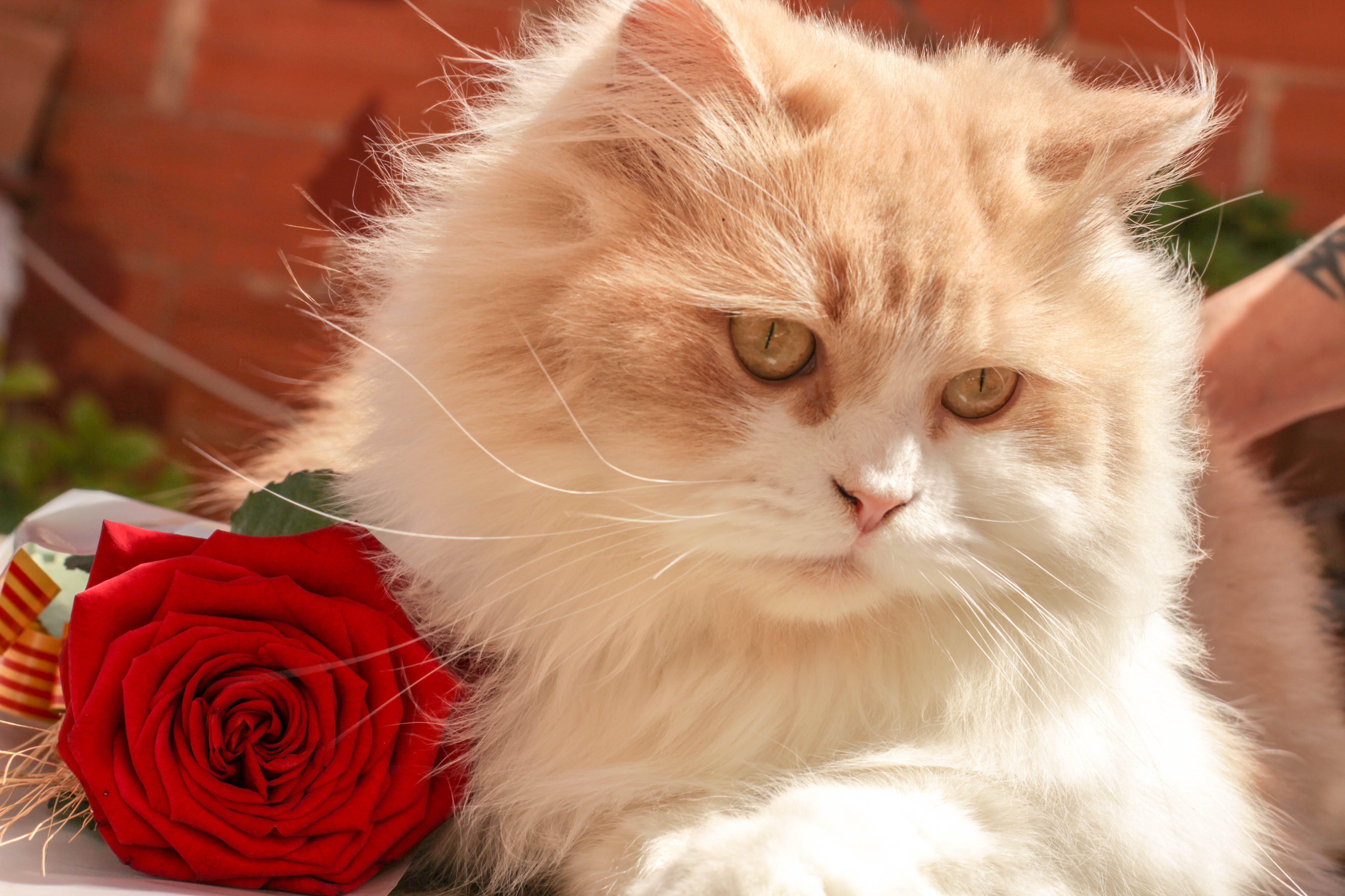 Котенок с цветами. Красивые котики. Красивые кошки. Красивый кот. Красивые открытки с кошками